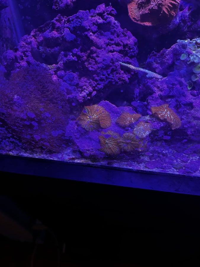 Coral for sale
