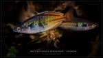 Fin Underwater Water Organism Fish
